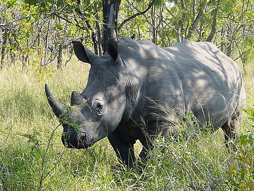 Носорог природная зона. Белый носорог (Ceratotherium simum). Белые носороги в ЮАР. Парк Крюгера Носорогов. Африканский белый носорог.