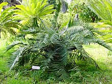 Ceratozamia mexicana01.jpg