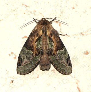 <i>Chadisra bipars</i> species of insect