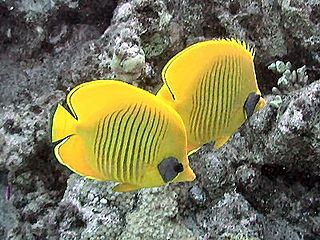 Bluecheek butterflyfish Species of fish