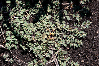 <i>Euphorbia maculata</i> Species of plant