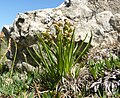 Chamorchis alpina 250708c.jpg