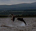 Dolphins jumping as seen from Chanonry Point