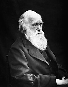 Three quarter length studio photo showing Darwin's characteristic large forehead and bushy eyebrows with deep set eyes, pug nose and mouth set in a determined look. He is bald on top, with dark hair and long side whiskers but no beard or moustache. His jacket is dark, with very wide lapels, and his trousers are a light check pattern. His shirt has an upright wing collar, and his cravat is tucked into his waistcoat which is a light fine checked pattern.