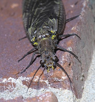 Spring fishfly, Chauliodes rastricornis Chauliodes rastricornis P1370357a.jpg