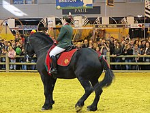 Cavalo preto robusto montado dentro de um prédio na frente do público.