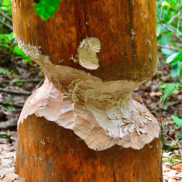 File:Chew (Calvert Cliffs State Park).jpg