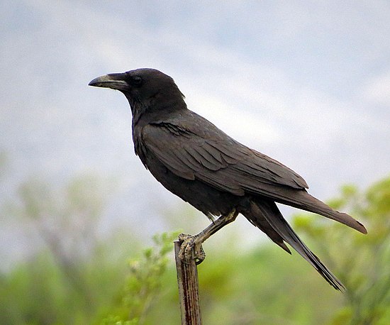 Маленький ворон. Белошейная ворона. Corvus cryptoleucus. Американская белошейная ворона. Маленькая ворона.