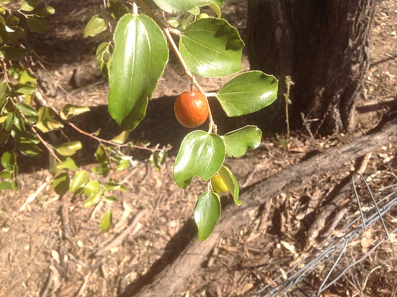 File:Chinee Apple (Zizyphus mauritiana) fruit and leaves.jpg