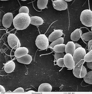 SEM-bilde av Chlamydomonas reinhardtii