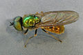 Chloromyia formosa