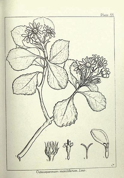 File:Chrysanthemoides monilifera00.jpg