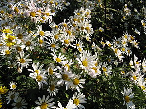 Chrysanthemum zawadskii1.jpg