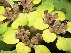 萼裂片は卵形または三角形で、花時に直立または斜開し、先は鈍形、茶色がかった灰色で微細な紫色の斑点がある。雄蕊は4個で、萼片を突き出る。裂開直前の葯は暗赤色。