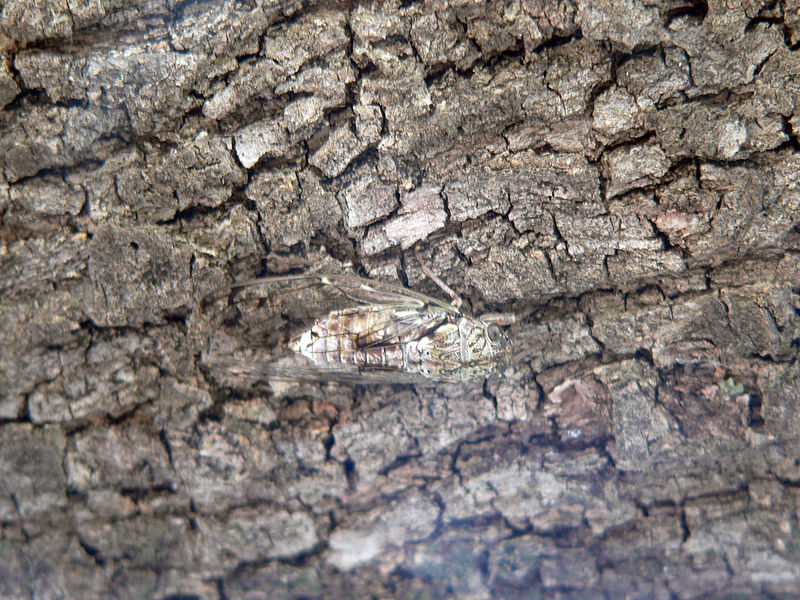 File:Cicadidae cicala su leccio.jpg