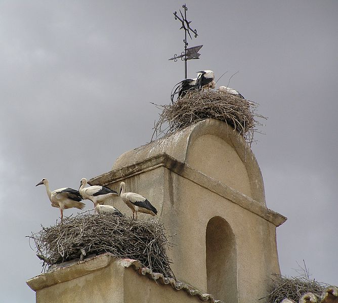 File:Ciconia ciconia -Iglesia de San Isidoro, Ciguenas en el campanario, Salamanca, Spain-18June2006.jpg