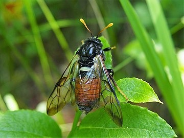 Cimbex femoratus, Bryzgun brzozowiec, Łazy (las), 2020-07-02