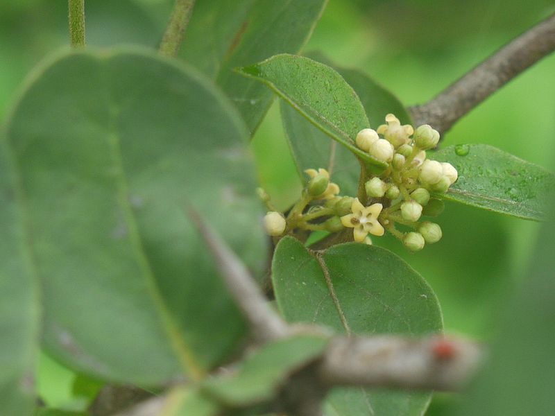 File:Cirukurinca (Tamil- சிறுகுறிஞ்சா) (4758229566).jpg