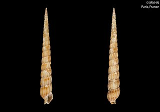 <i>Myurella suduirauti</i> Species of gastropod
