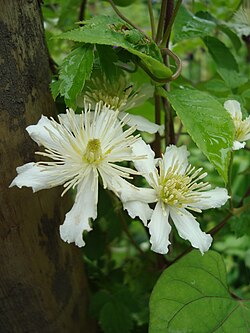 Clematis potaninii var. fargesii.JPG