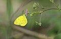 * Nomination Close wing nactaring of Eurema hecabe Linnaeus, 1758 – Common Grass Yellow (by Sourabh.biswas003) --Atudu 13:33, 5 July 2020 (UTC) * Promotion Certainly good quality, but COM:OVERCAT. -- Ikan Kekek 18:25, 5 July 2020 (UTC) No longer overcat thanks to User:LamBoet. Good quality. -- Ikan Kekek 00:15, 10 July 2020 (UTC)