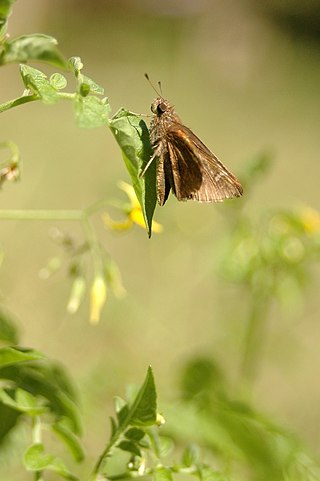 <i>Lerema accius</i> Species of butterfly