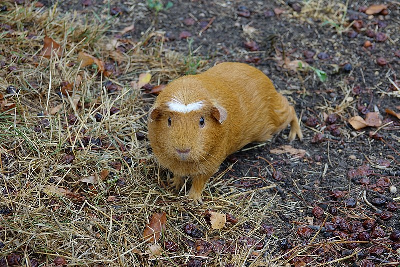 File:Cochon d'Inde (Cavia porcellus) (1).jpg