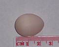 Cockatiel egg.jpg