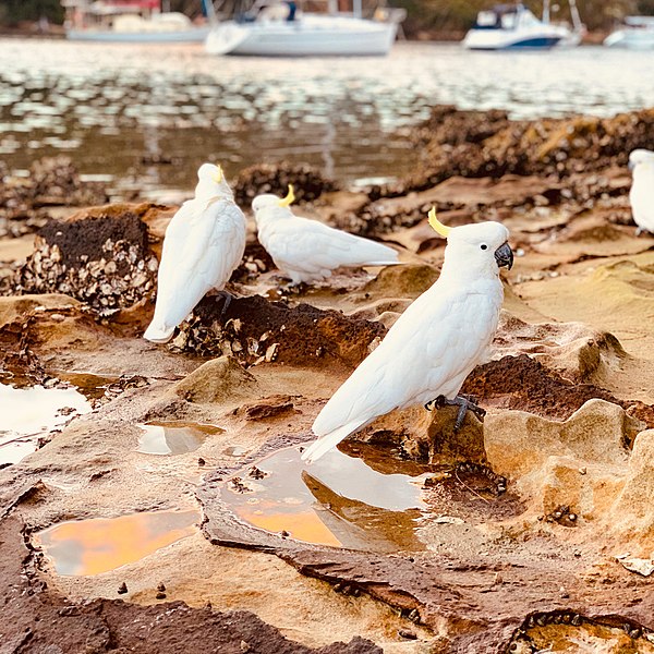 File:Cockatoos at Folly Point, Cammeray captured by Kate Branch.jpg