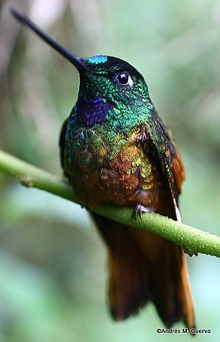 <span class="mw-page-title-main">Golden-tailed starfrontlet</span> Species of hummingbird