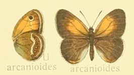 Coenonympha arcanioides