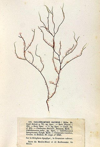 <i>Colaconema</i> Genus of algae