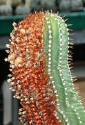 Coleocephalocereus pluricostatus (P.J.Braun & Esteves) P.J.Braun, Esteves & Hofacker Espirito Santo, Brasil.jpg