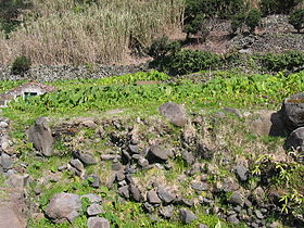 Field on Sao Jorge, Azores