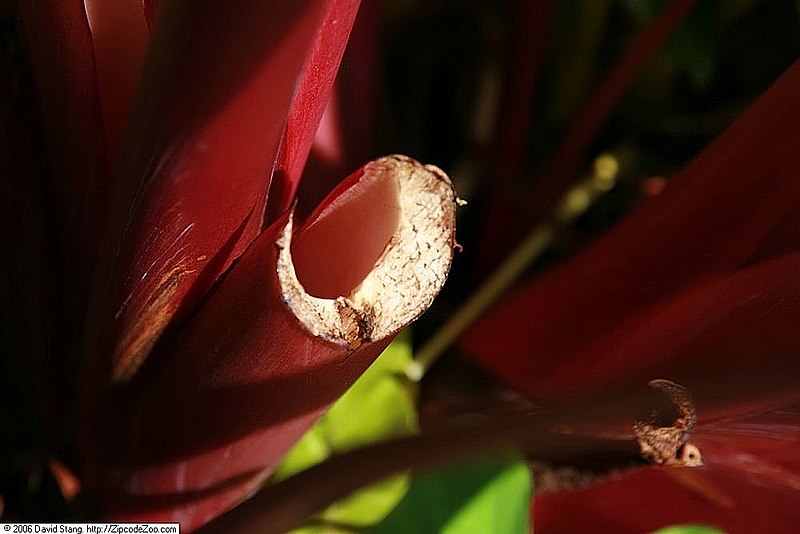 File:Colocasia esculenta Rhubarb 3zz.jpg