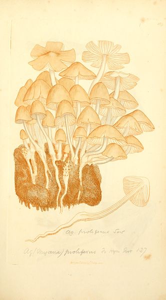 File:Coloured figures of English fungi or mushrooms (Tab. CLXIX) (8230477804).jpg