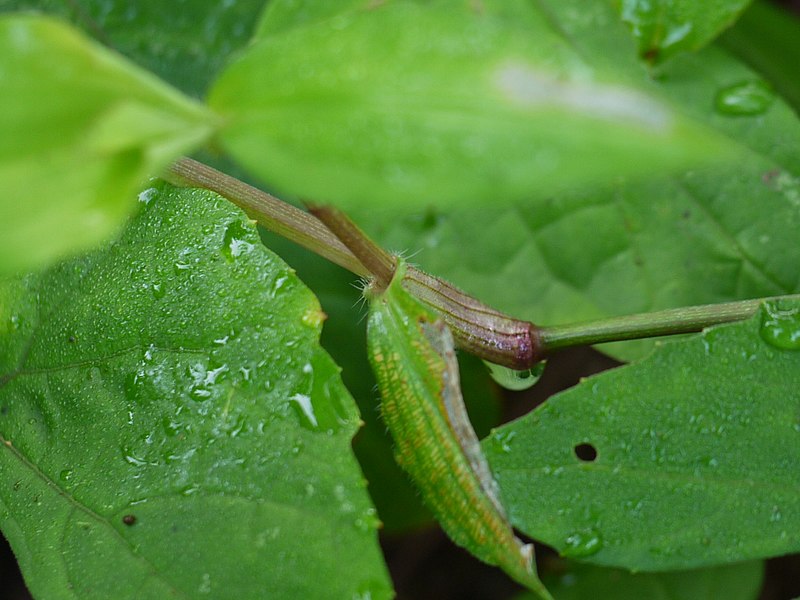 File:Commelina (5111104036).jpg