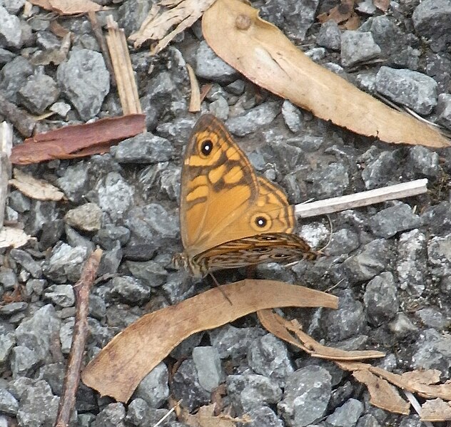 File:Common Brown.JPG