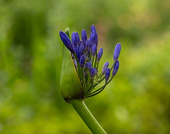 Common agapanthus (Agapanthus praecox) at Caldeiras das Furnas, São Miguel Island, Azores, Portugal