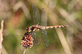 * Nomination: Common darter dragonfly (Sympetrum striolatum) female --Charlesjsharp 18:54, 9 August 2015 (UTC) * Review  Oppose below 2mpx --Christian Ferrer 05:15, 10 August 2015 (UTC)  Done sorry, correct file now uploaded. Charlesjsharp 08:37, 10 August 2015 (UTC)