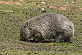 * Nomination Common wombat (Vombatus ursinus) --Charlesjsharp 12:12, 6 January 2024 (UTC) * Promotion  Support Good quality. --Bgag 14:38, 6 January 2024 (UTC)