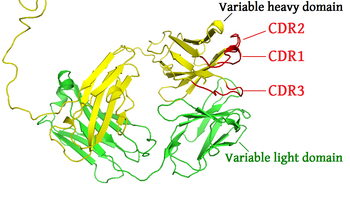 The "upper" part (Fab region) of an antibody. The complementarity-determining regions of the heavy chain are shown in red (PDB: 1IGT ). Complementarity determining regions.PNG