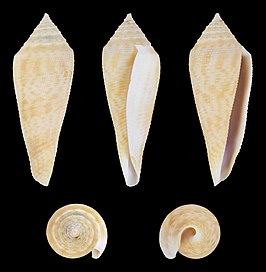 Conus vimineus