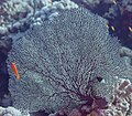 * Nomination Coral (Annella mollis), Red Sea, Egypt --Poco a poco 02:21, 19 August 2023 (UTC) * Promotion  Support Good quality. --Johann Jaritz 02:27, 19 August 2023 (UTC)