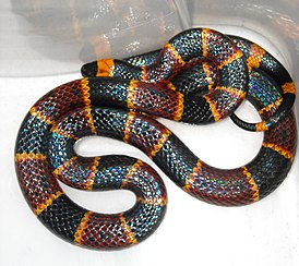 Serpent Corail Arlequin