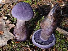 Younger specimens, highlighting scaled cap Cortinarius violaceus G6.jpg