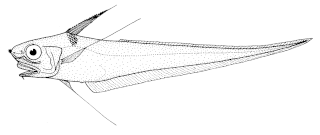 Longrayed whiptail