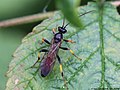 Cosmoconus elongator (Fabricius, 1775)