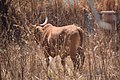 Cows in Zambia 04.jpg