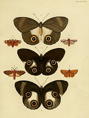 Bilde beskrivelse CramerAndStoll-uitlandsche kapellen vol.  2- plate 185.jpg.